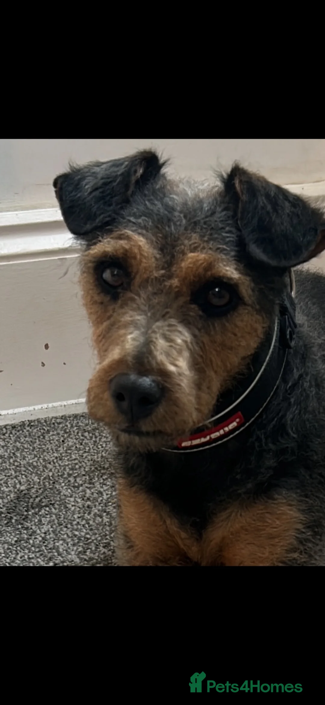 Lakeland Terrier dogs for sale: Lakeland terrier pups  - Advert 7