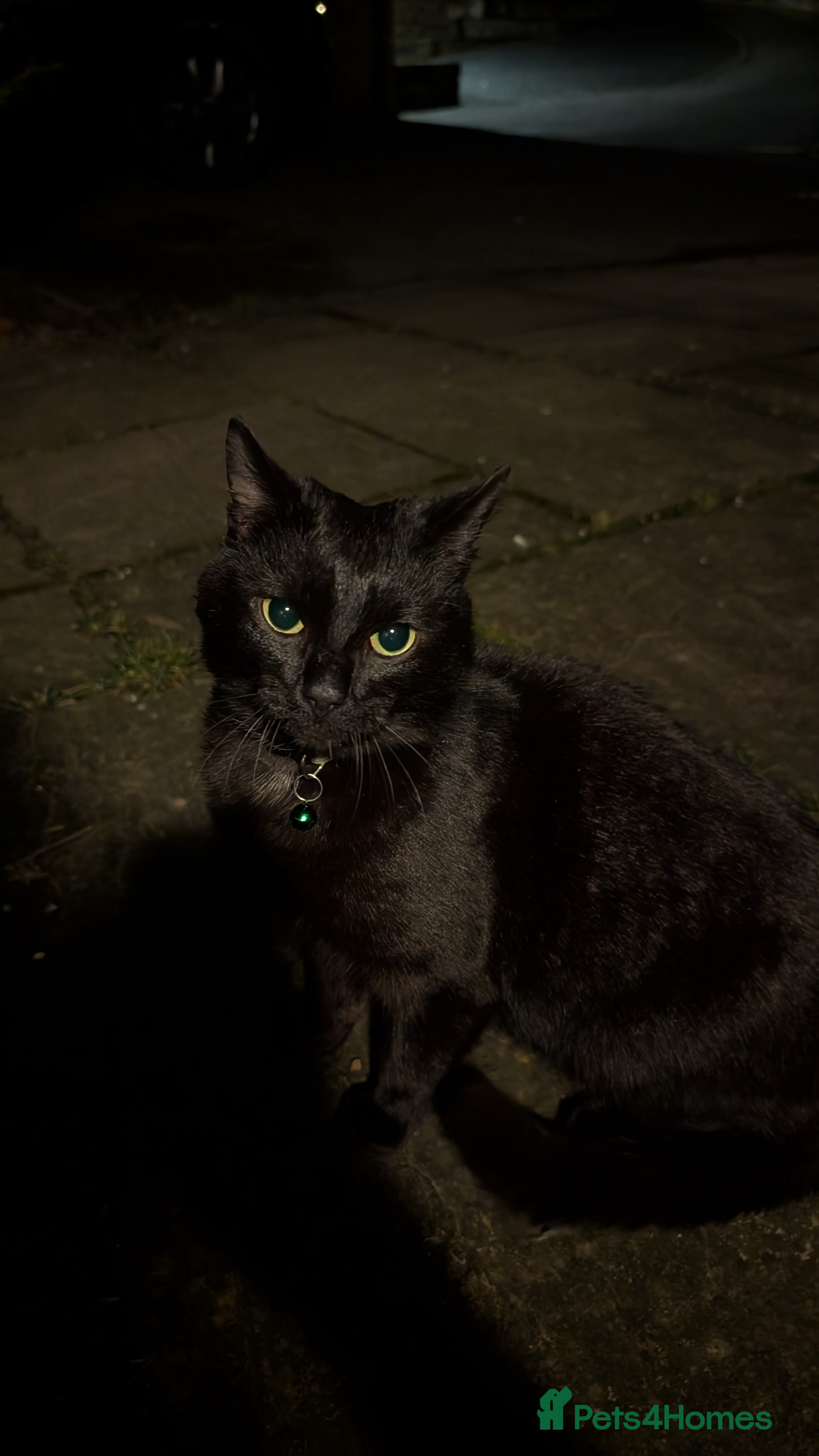 Mixed Breed cats Black Cat 1yo - Advert 1