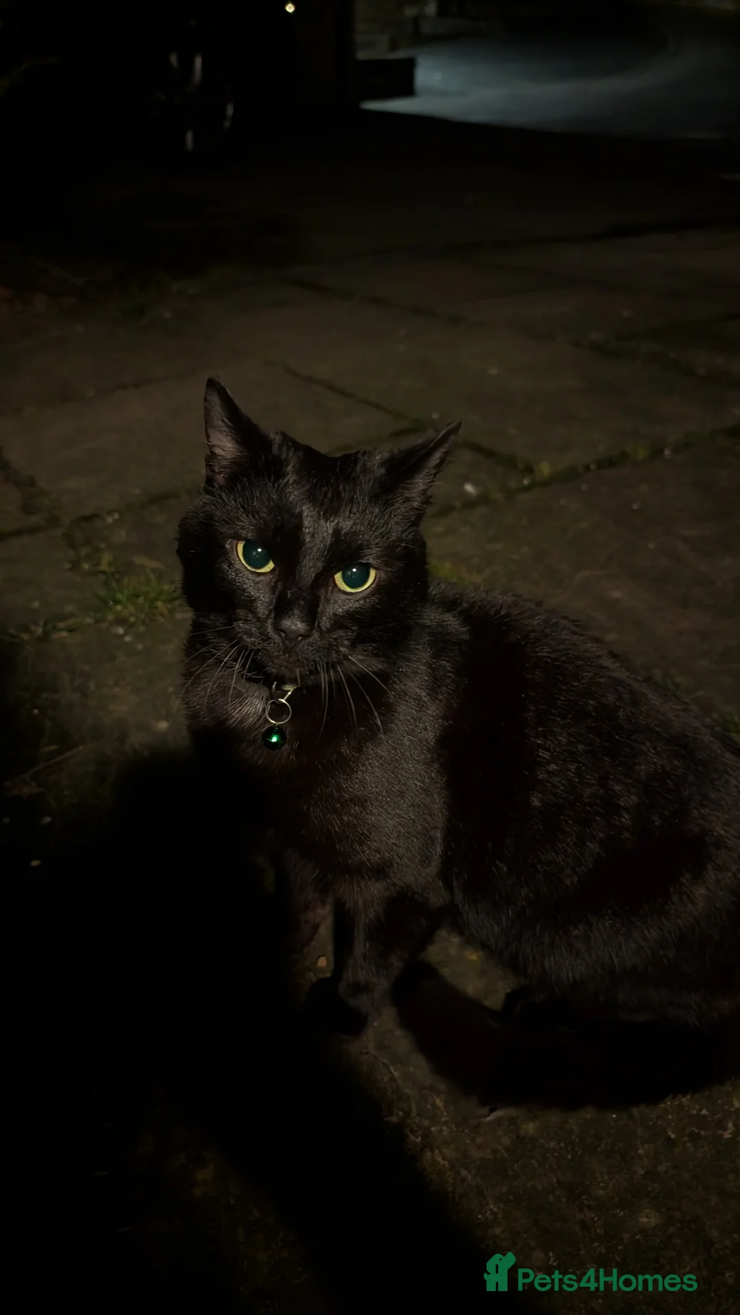 Mixed Breed cats for sale: Black Cat 1yo - Advert 1