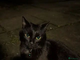 Mixed Breed cats Black Cat 1yo - Advert 1