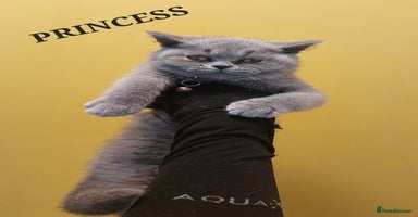 British Shorthair cats in Dudley - Advert 5