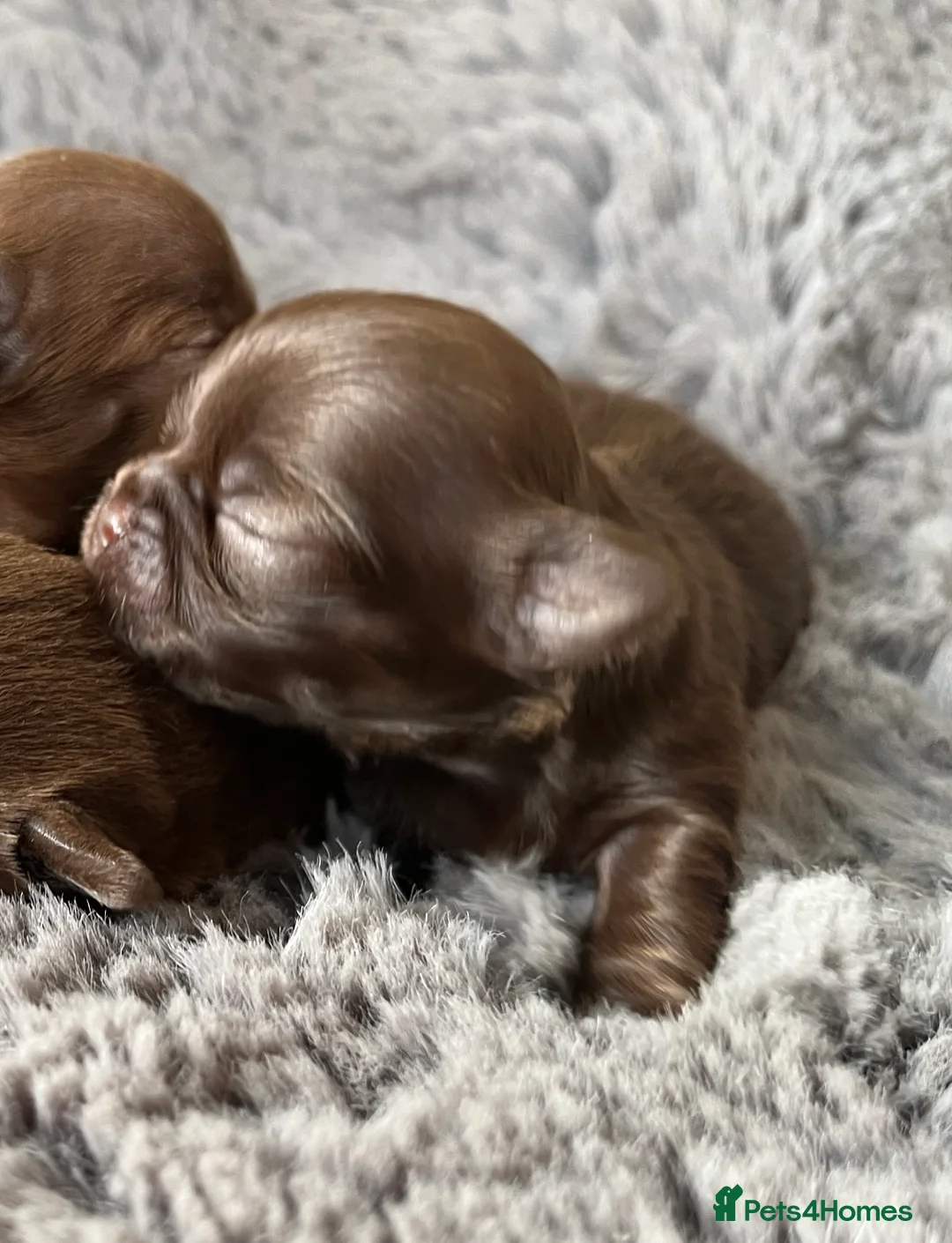 Chihuahua dogs for stud: STUNNING KC LILAC BOY FOR STUD DUTIES  in Birmingham - Advert 15