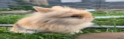 Lionhead rabbits for sale: Lionhead rabbits with starter pack in Ripley - Advert 1