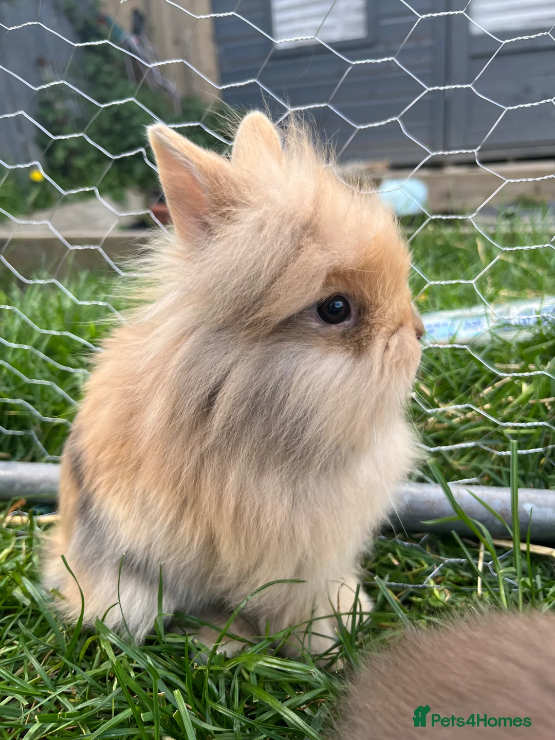 Lionhead rabbits for sale: Lionhead rabbits with starter pack in Ripley - Advert 1