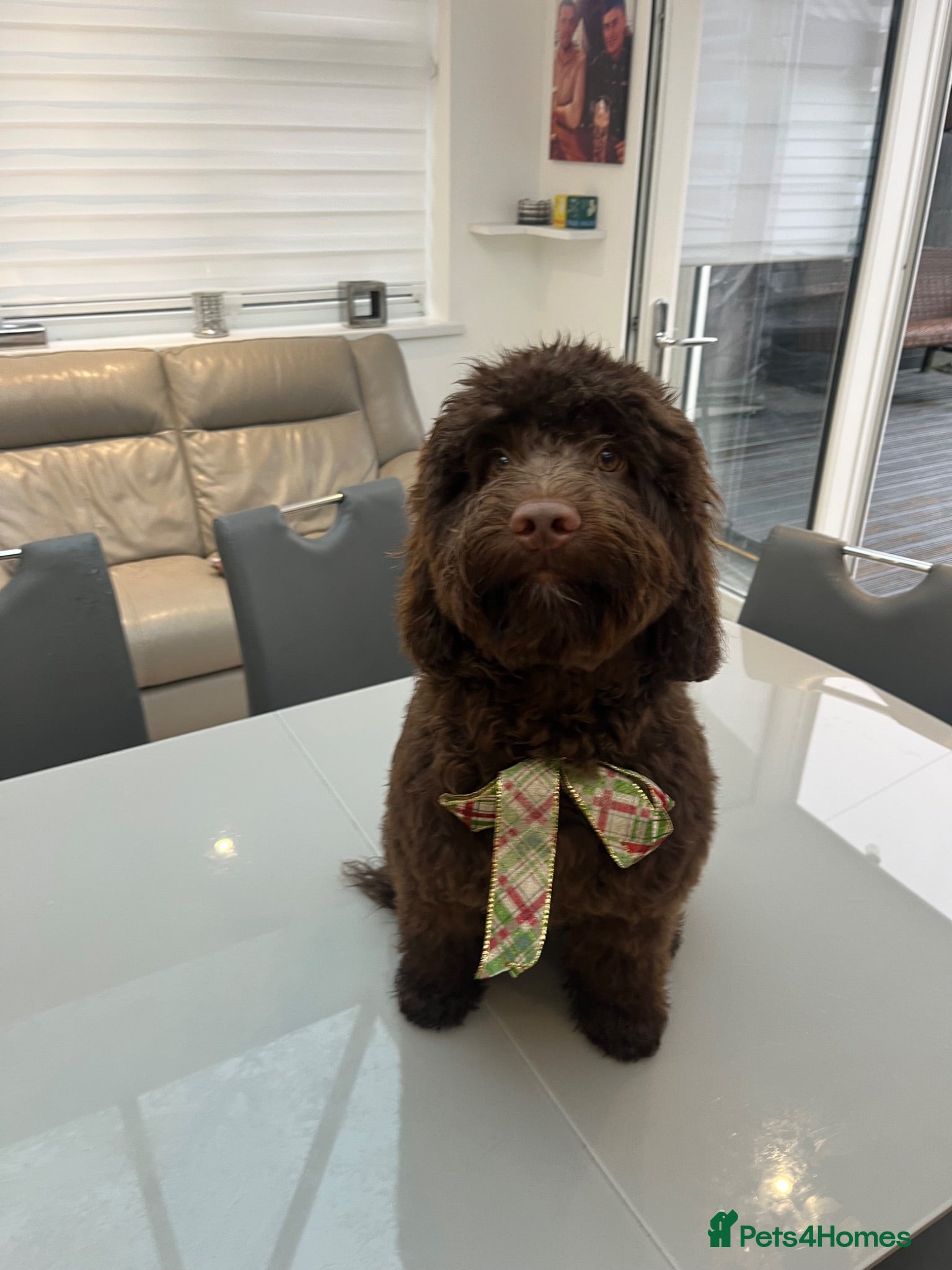 Cockapoo dogs Stud available for right dogs only  - Advert 1