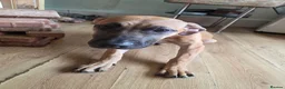 Presa Canario dogs for sale: Presa canario  - Advert 11