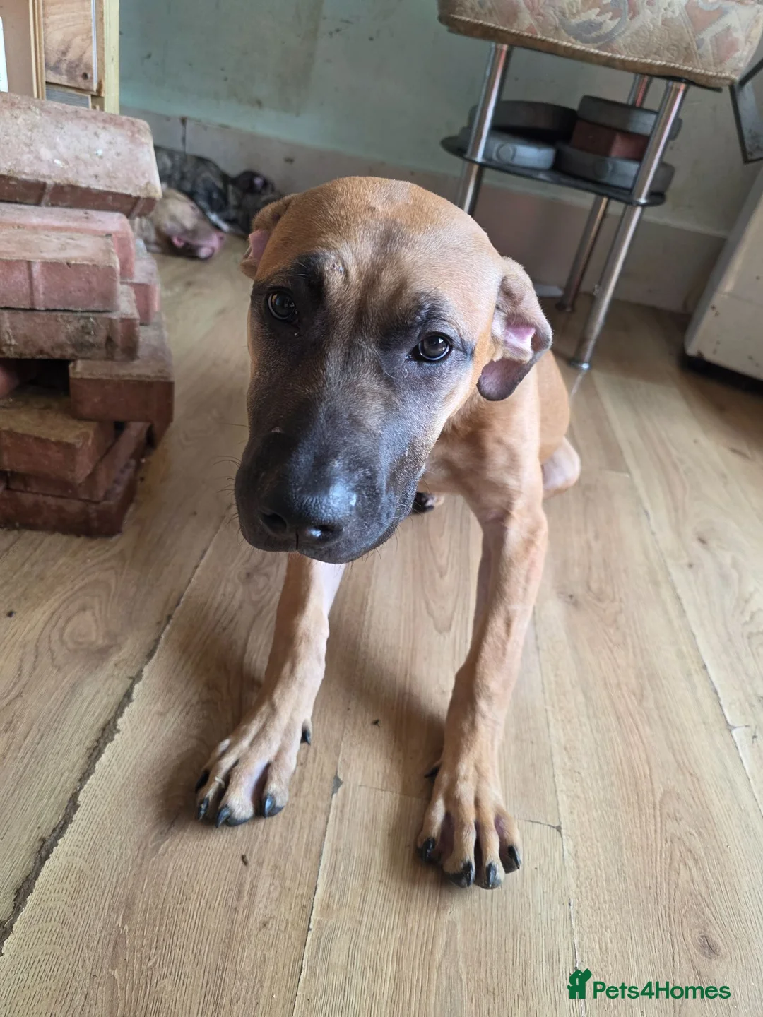 Presa Canario dogs for sale: Presa canario  - Advert 11