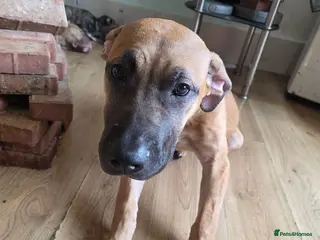 Presa Canario dogs Presa canario - Advert 3