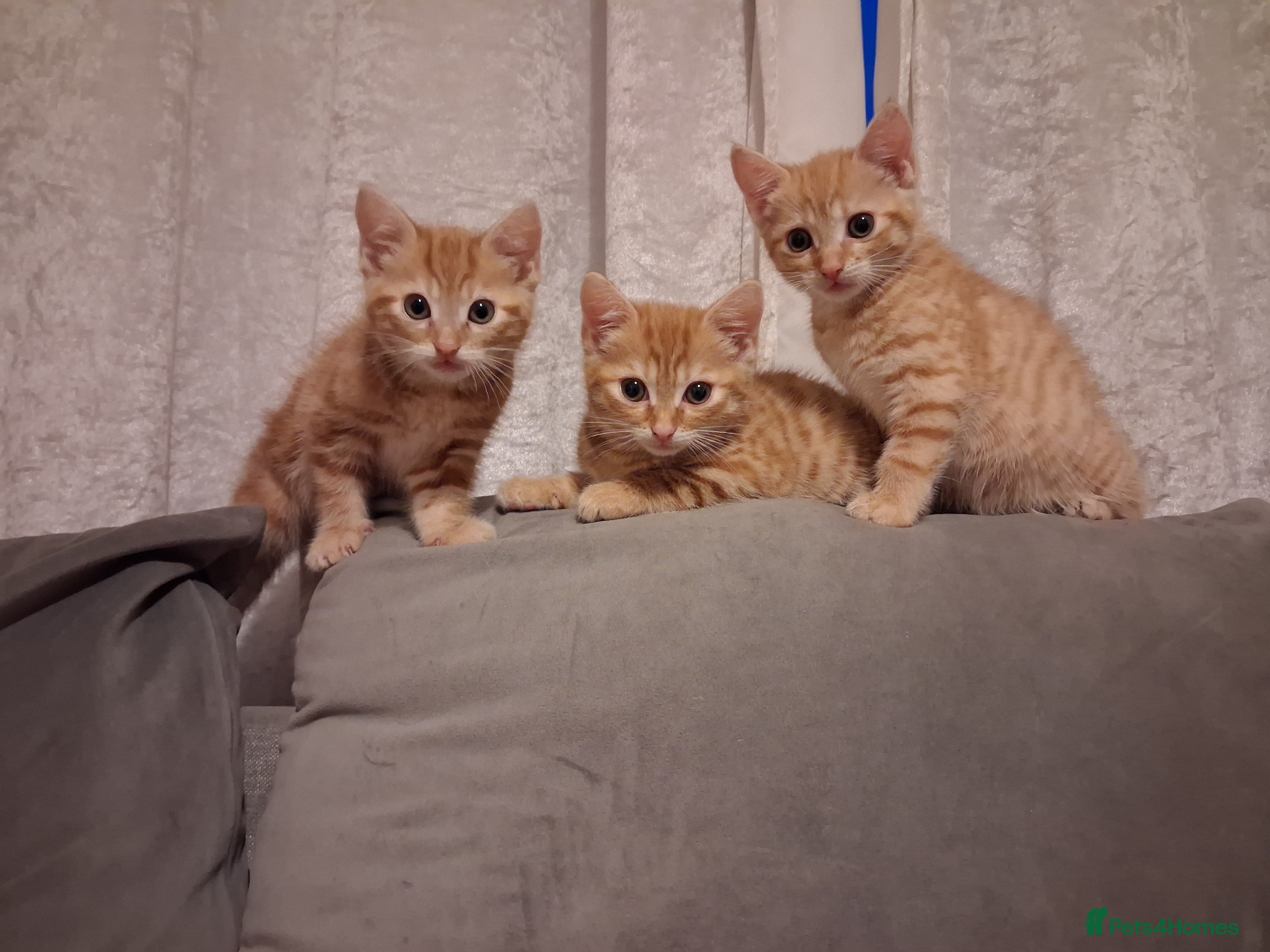 Domestic Shorthair cats 3 gorgeous ginger male kittens - Advert 2