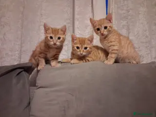 Domestic Shorthair cats 3 gorgeous ginger male kittens - Advert 2