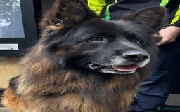 German Shepherd dogs for stud: BIG BONDED LONG HAIRED GERMAN SHEPHERD STUD - Image 2