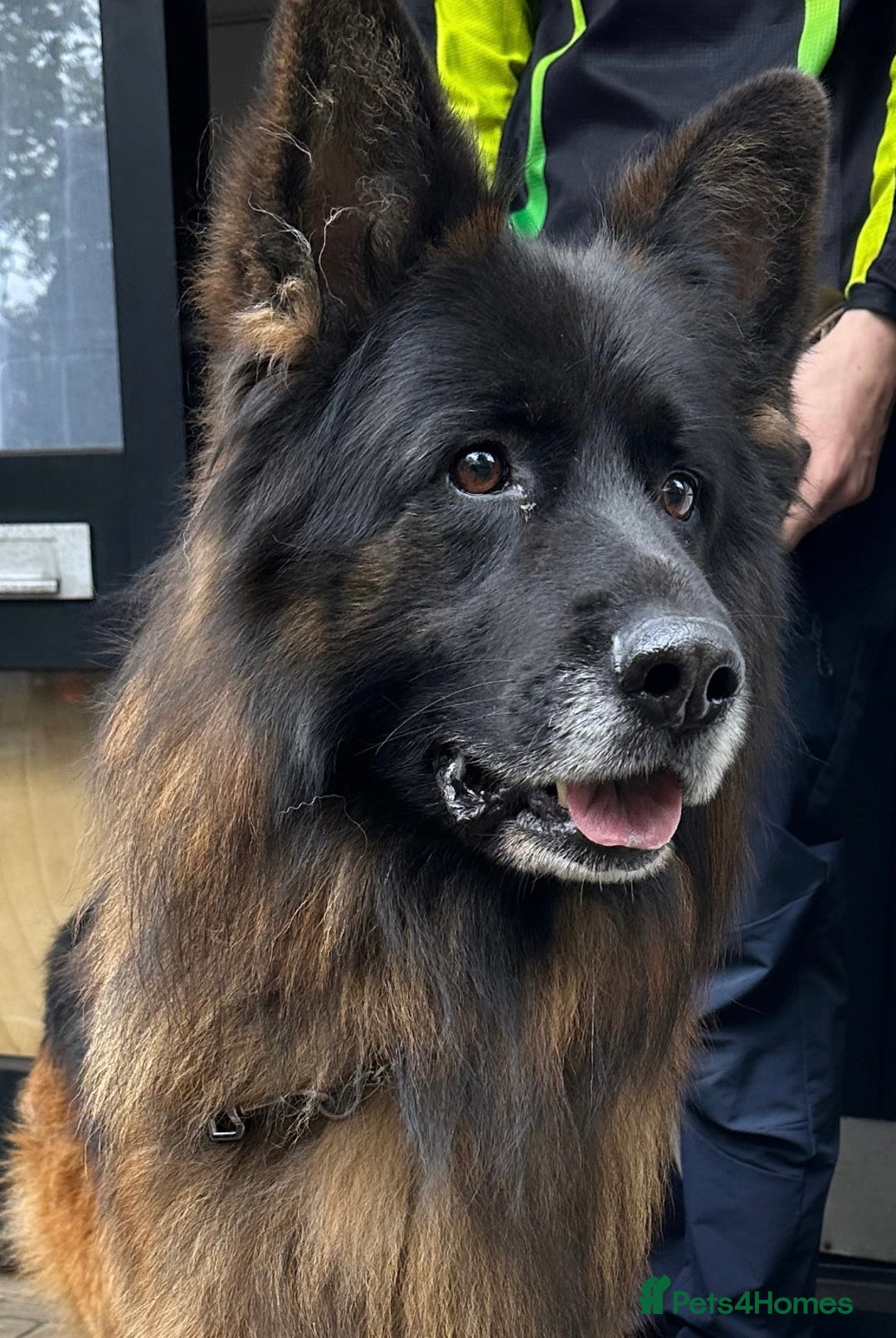 German Shepherd dogs for stud: BIG BONDED LONG HAIRED GERMAN SHEPHERD STUD - Image 2