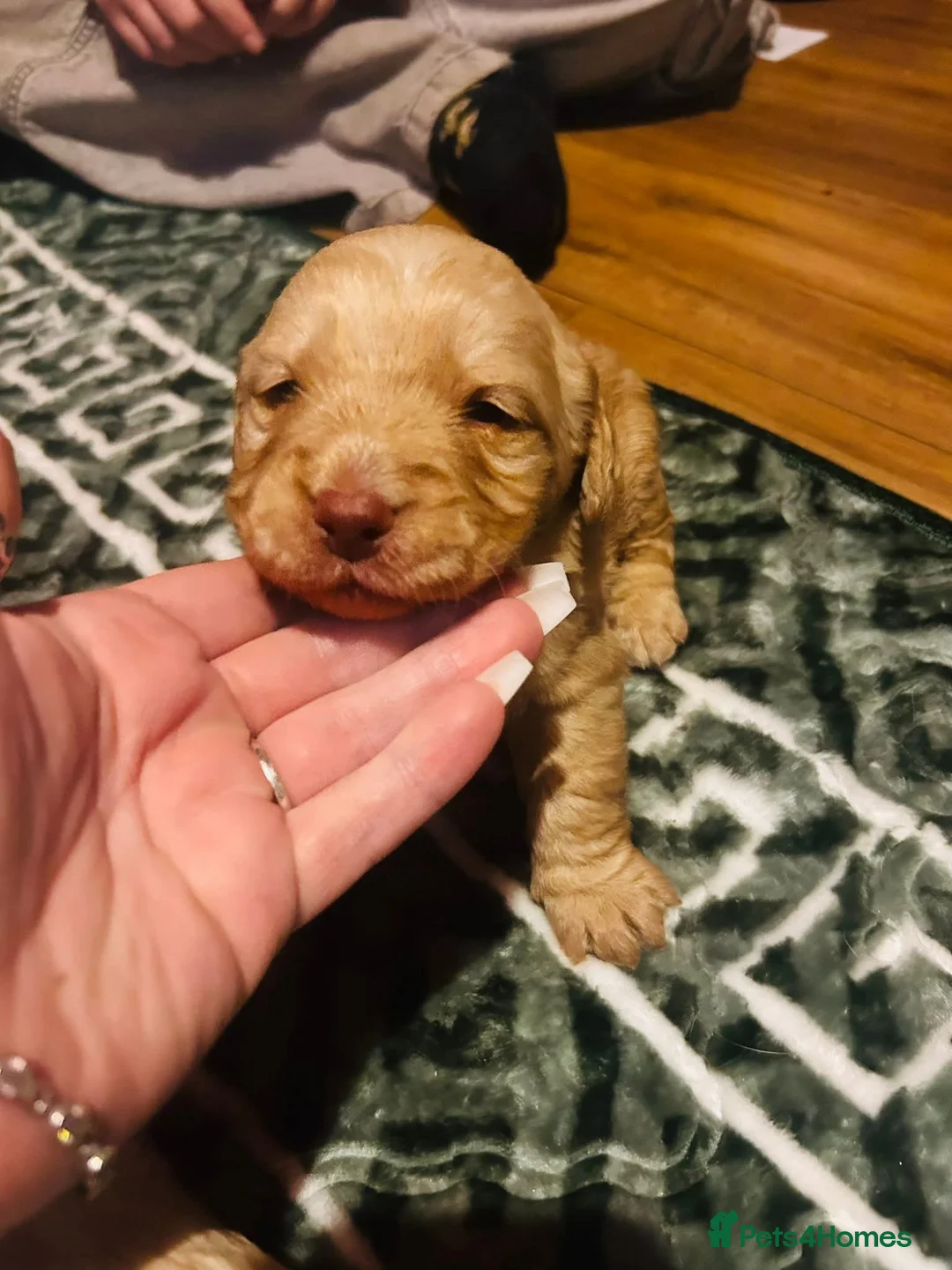 Mixed Breed dogs for sale: 9 Beautiful Puppies for sale - Advert 14