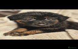 German Shepherd dogs for sale: Chunky German shepherd puppies for sale  - Advert 4