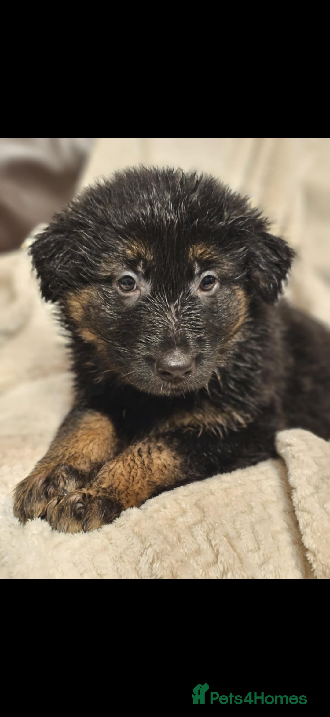 German Shepherd dogs for sale: Chunky German shepherd puppies for sale  - Advert 4