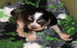Cocker Spaniel dogs for sale: KC registered Cocker Spaniel puppies - Image 8