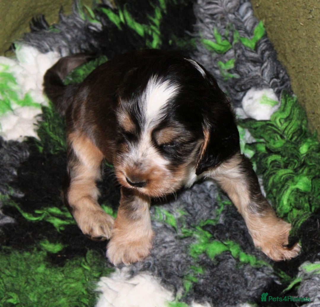 Cocker Spaniel dogs for sale: KC registered Cocker Spaniel puppies - Image 8