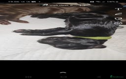 Cocker Spaniel dogs for sale: Cocker Spaniel Puppies (Leave December 1st🎄🐕💖) - Image 12