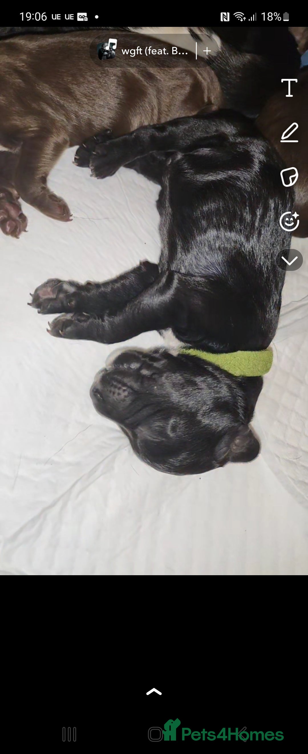 Cocker Spaniel dogs for sale: Cocker Spaniel Puppies (Leave December 1st🎄🐕💖) - Image 12