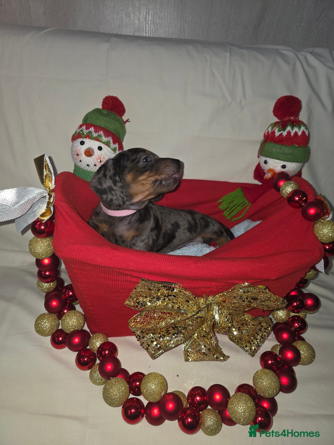 Miniature Dachshund dogs for sale: Miniature dachshund  - Advert 30