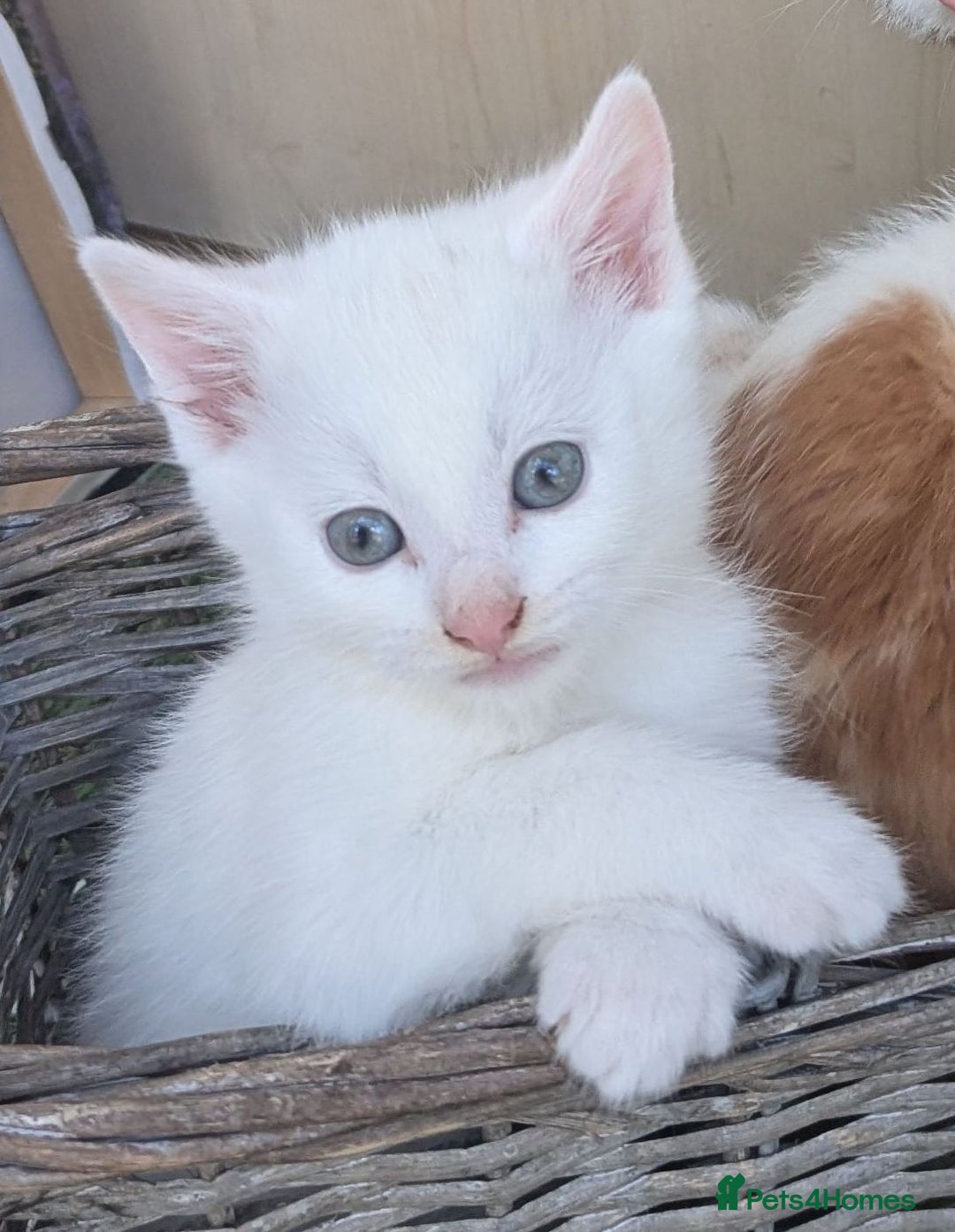 Mixed Breed cats for sale: Premium kittens for sale - Image 6