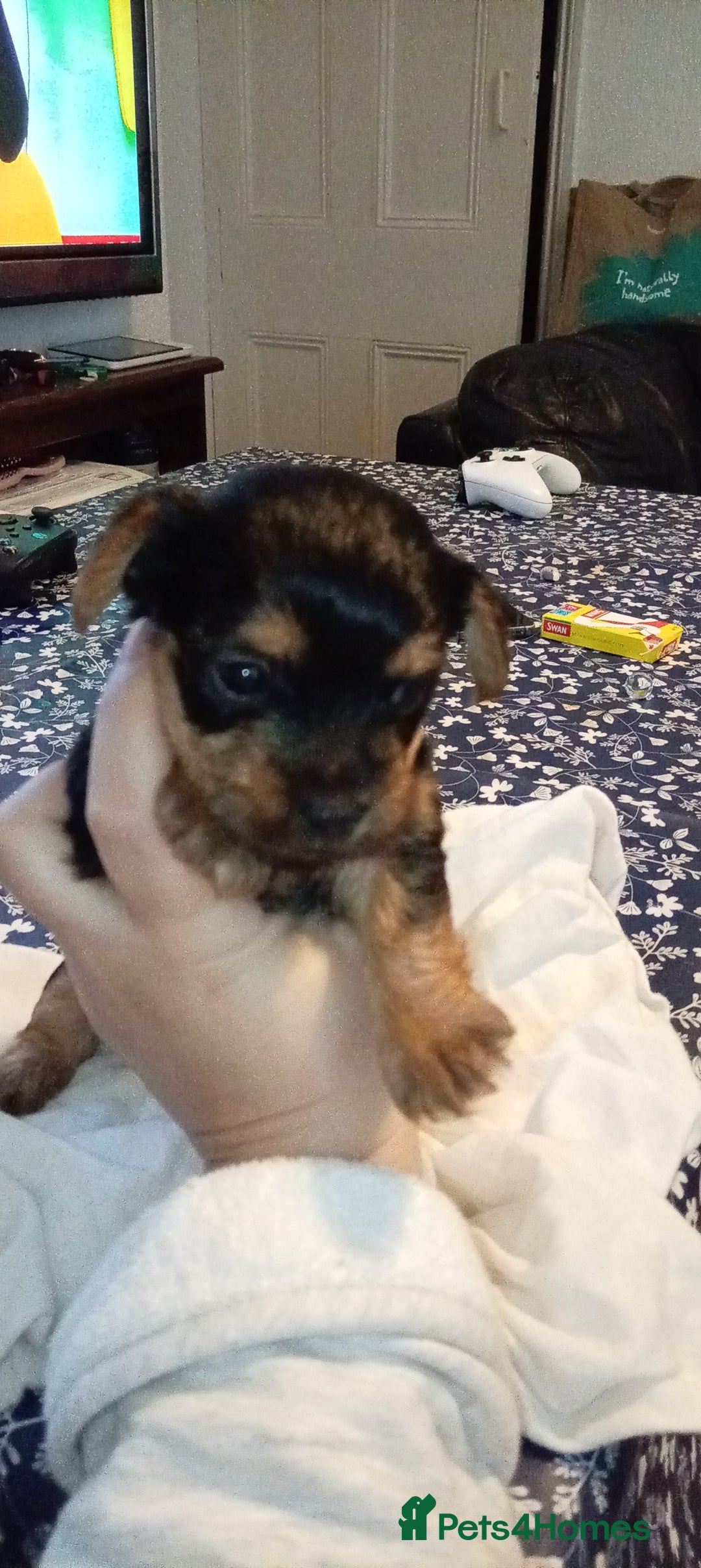 Yorkshire Terrier dogs for sale: Yorkshire - Image 1