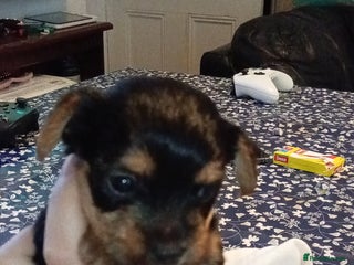 Yorkshire Terrier dogs - Advert 1