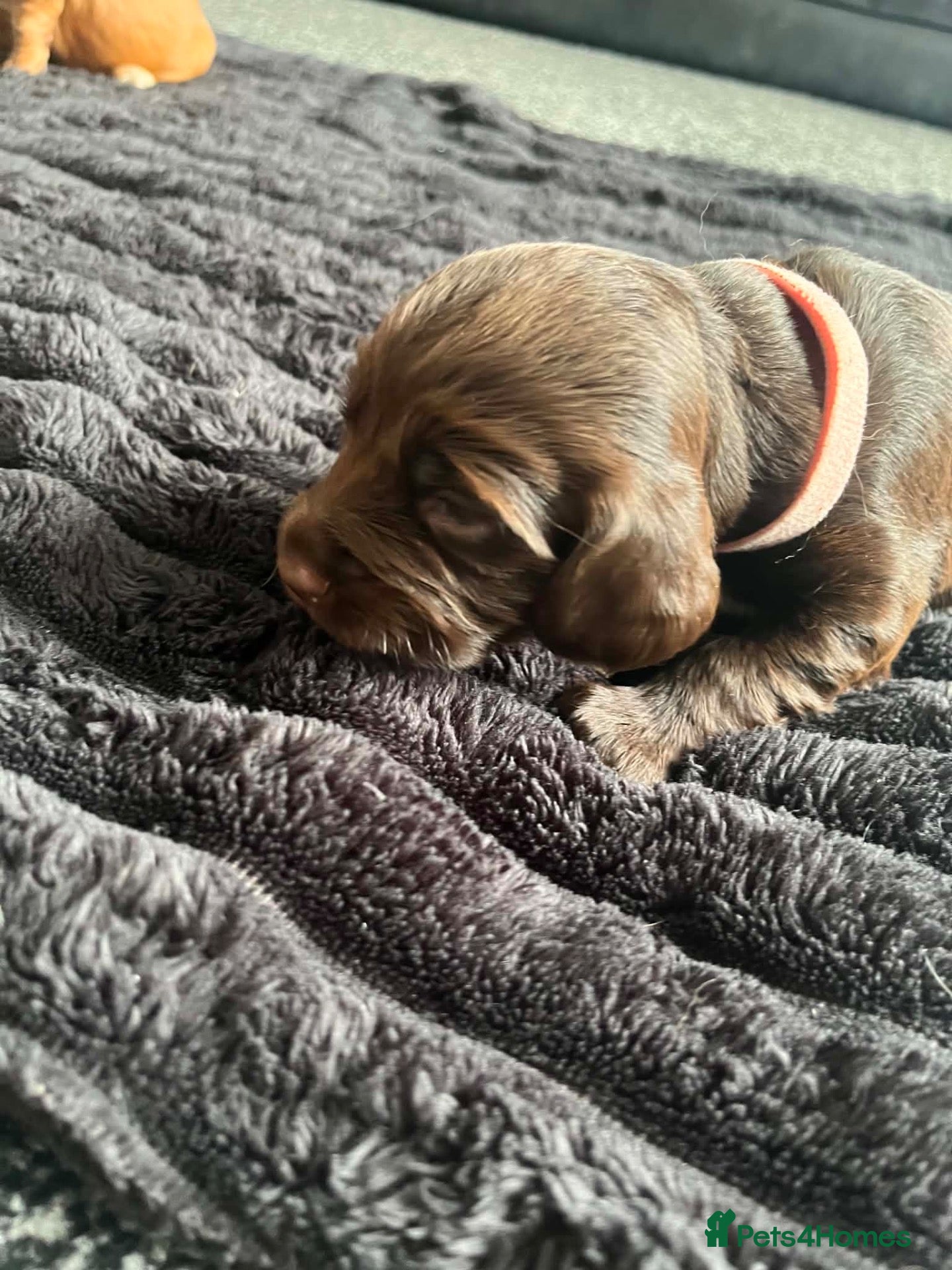Cocker Spaniel dogs Cocker spaniel puppies for sale  - Advert 2