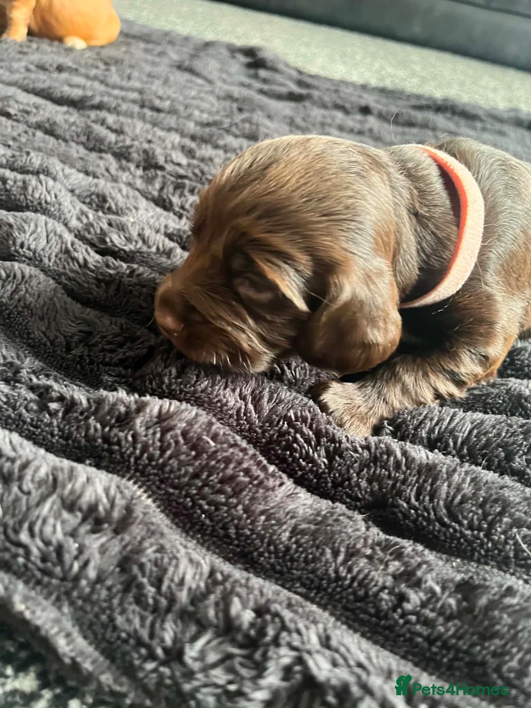 Cocker Spaniel dogs for sale: Cocker spaniel puppies for sale  - Advert 2