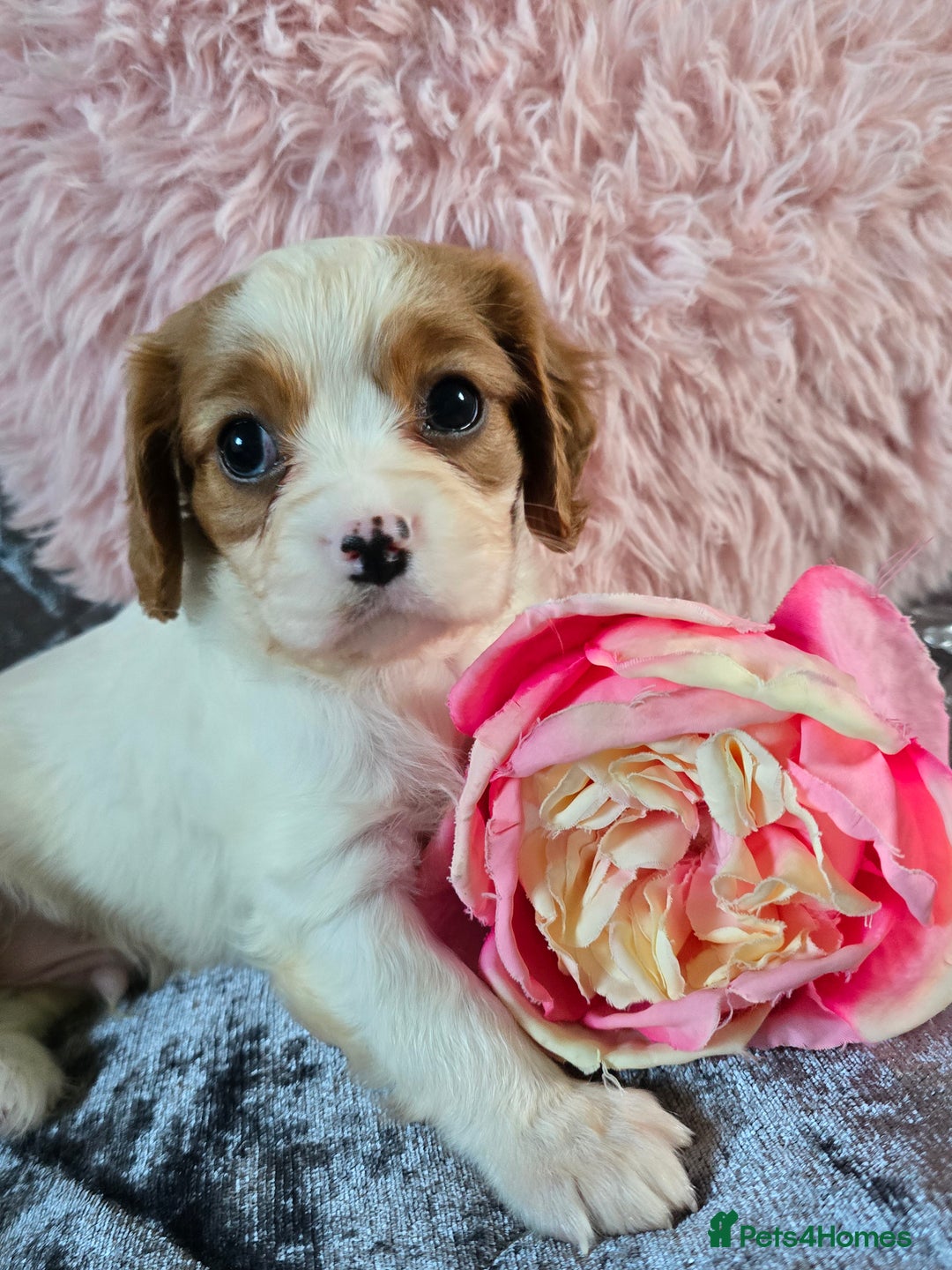 Cavalier King Charles Spaniel dogs for sale: Beautiful KC reg Cavalier King Charles Puppies  - Advert 31