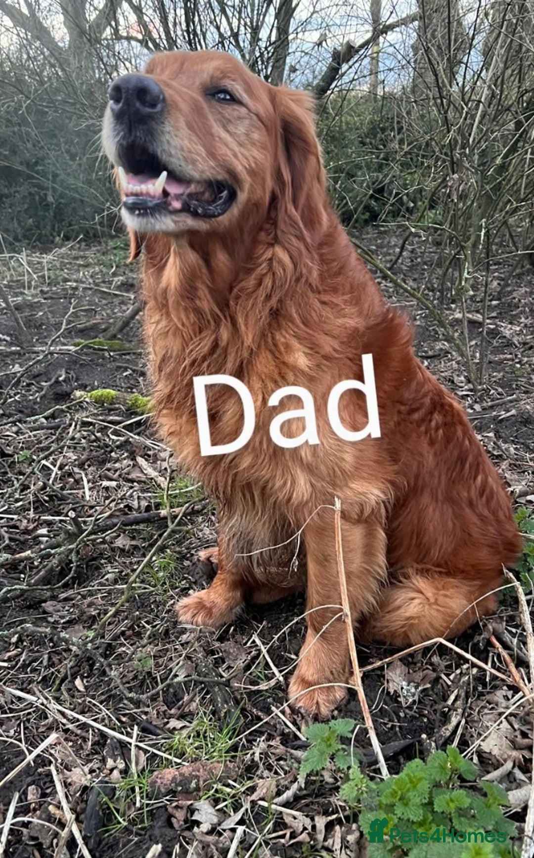 Golden Retriever dogs for sale: Working Golden Retriever Puppies  - Advert 16