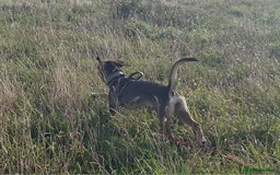 Mixed Breed dogs for adoption: Freya -20 months old, Hound Mix Girl - Image 15