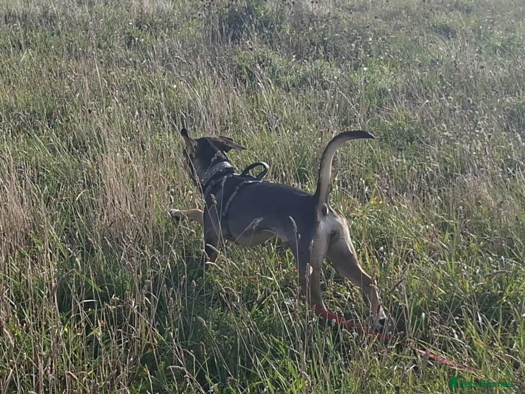 Mixed Breed dogs for adoption: Freya -20 months old, Hound Mix Girl - Image 15