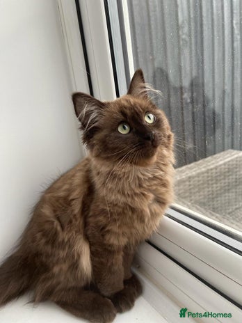 Ragdoll cats - Advert 5