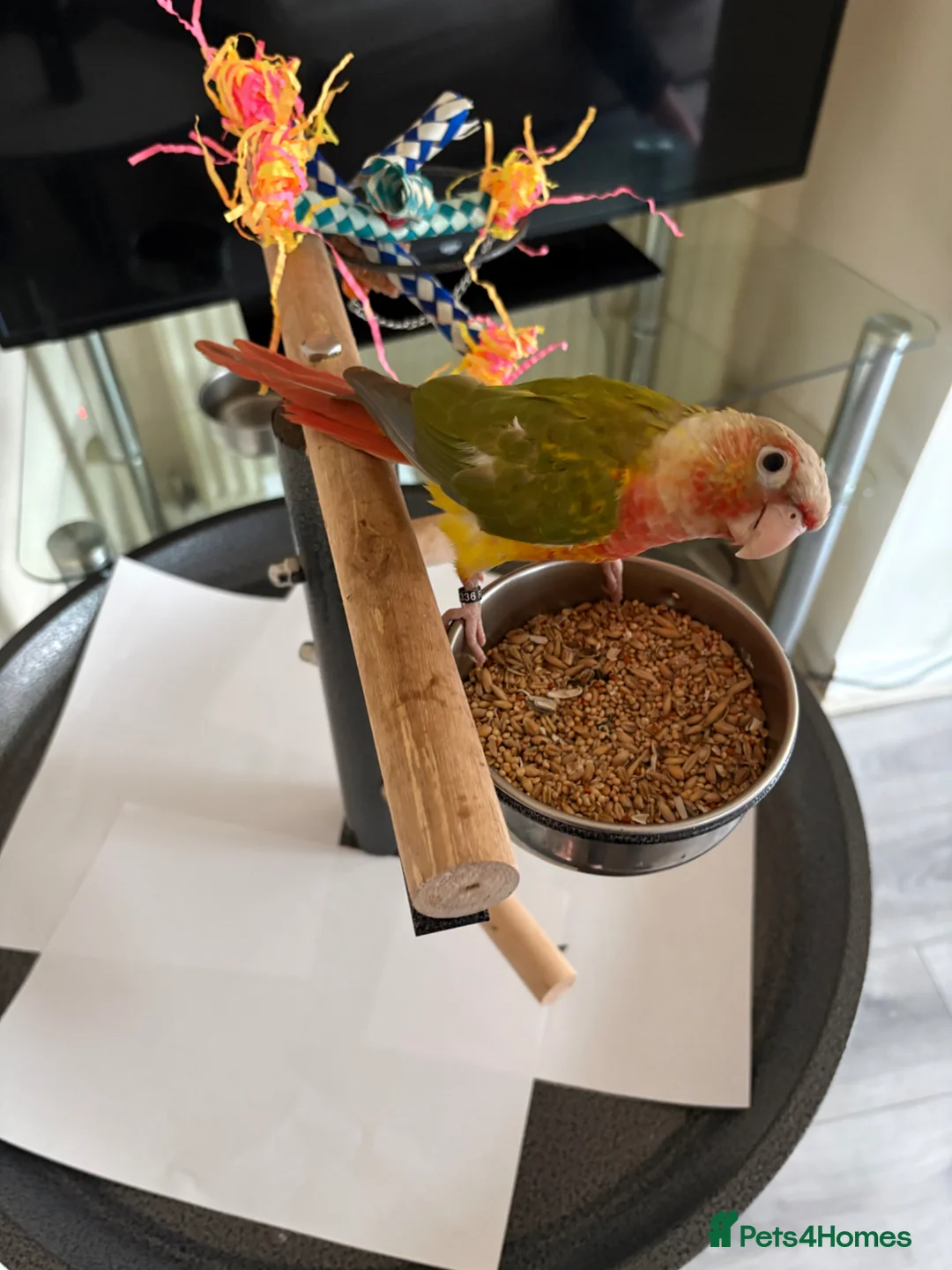 Conures birds for sale: Green cheek conure male DNA Certified - Advert 3