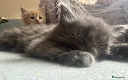 Mixed Breed cats for sale: 2 male kittens for sale - Image 7