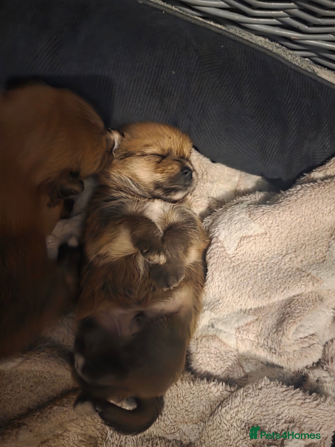Mixed Breed dogs for sale: Yorkie-pom puppies  - Image 21