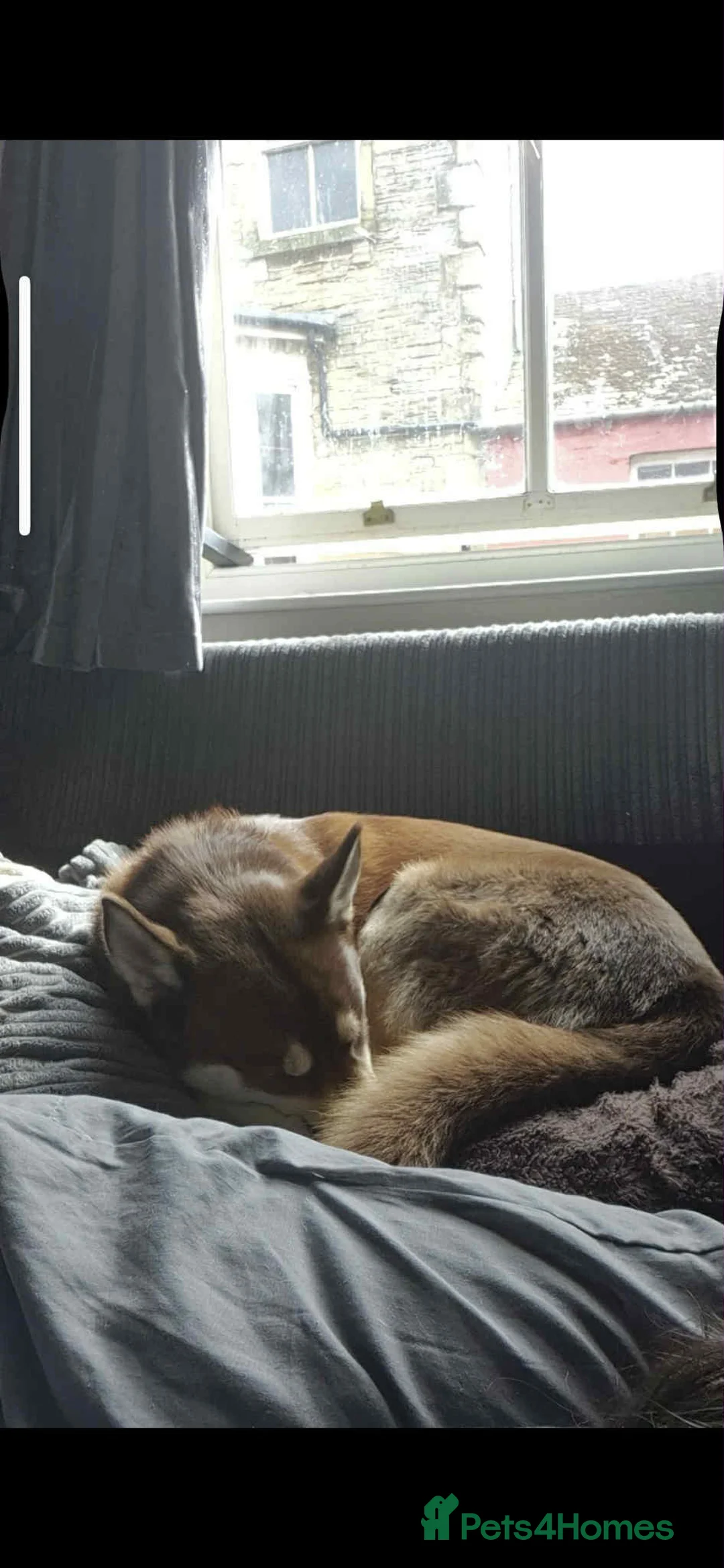 Siberian Husky dogs for sale: Meet Tyr the Husky 🐕💙 - Advert 5