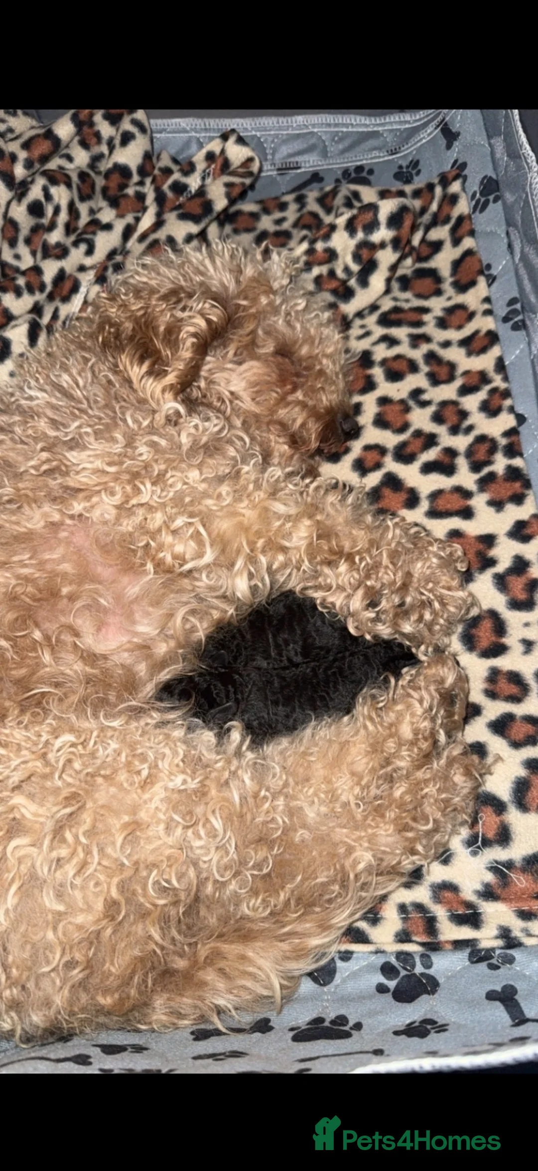 Poochon dogs for sale: Gorgeous male & female poochon puppies - Advert 1