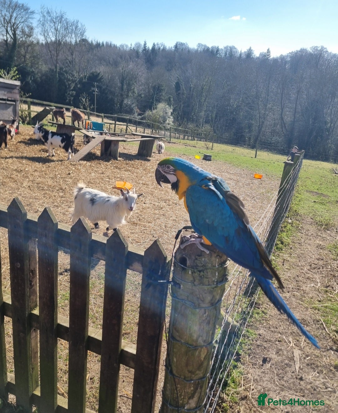 Macaws birds for sale: Greenwing macaw and a blue and gold macaw  - Image 4