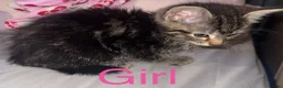 Mixed Breed cats for sale: Kittens - Advert 2