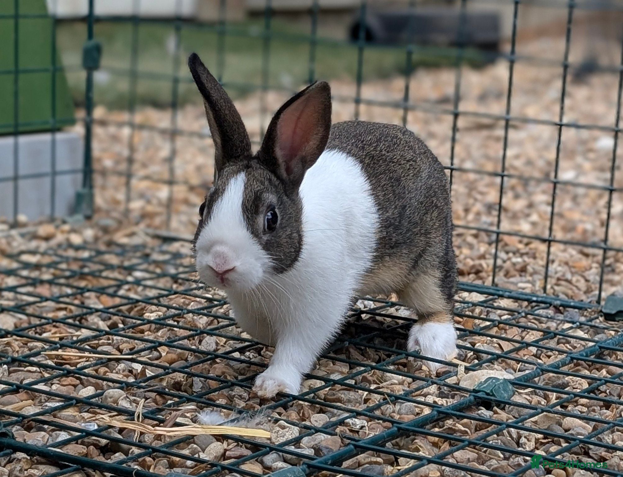 Dutch rabbits Baby Dutch Rabbits available - Advert 1