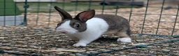 Dutch rabbits for sale: Baby Dutch Rabbits available - Advert 1