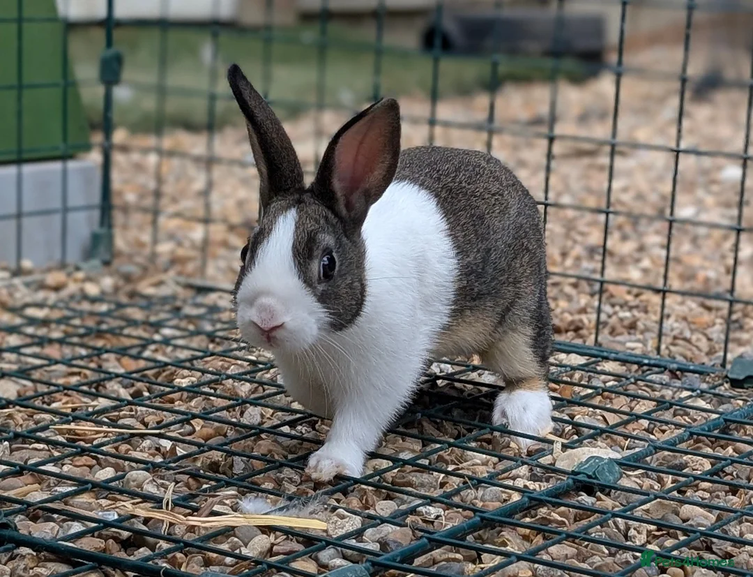 Dutch rabbits for sale: Baby Dutch Rabbits available - Advert 1