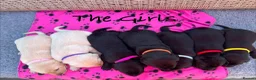 Labrador Retriever dogs for sale: Exquisite KC FTCH Labrador Puppies - Advert 9