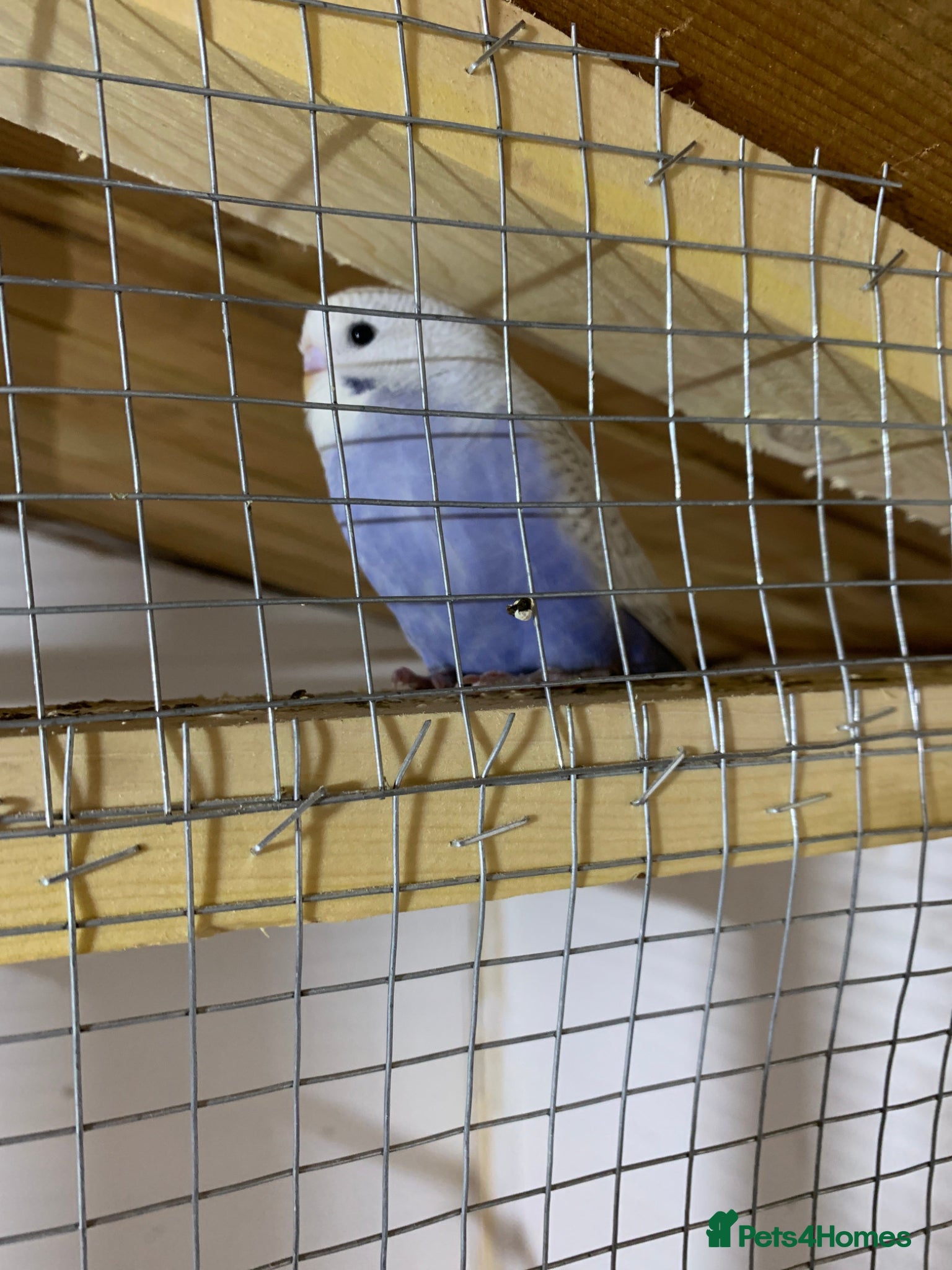 Budgerigars birds Baby budgie last female left  - Advert 22