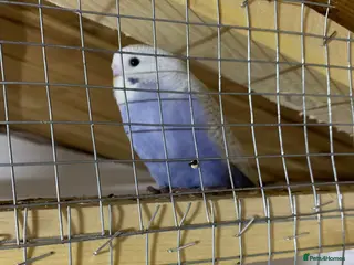 Budgerigars birds Baby budgie last female left - Advert 22