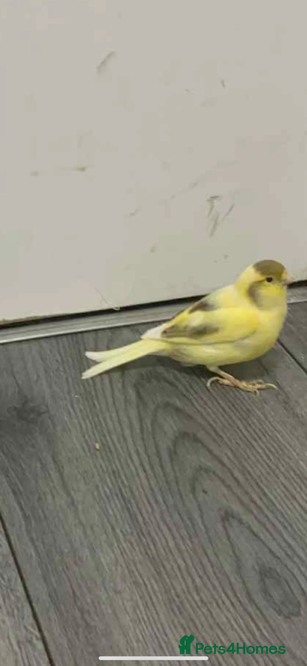 Canaries birds for sale: Fife Border Canaries  - Advert 1