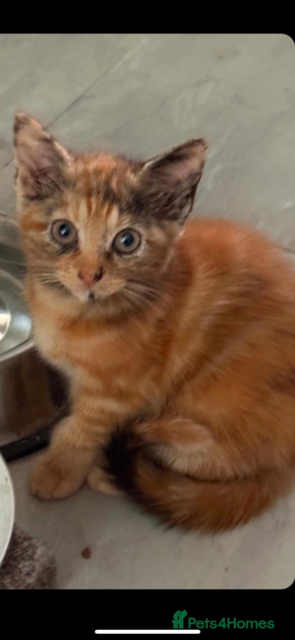 Mixed Breed cats Ginger kittens  - Advert 6