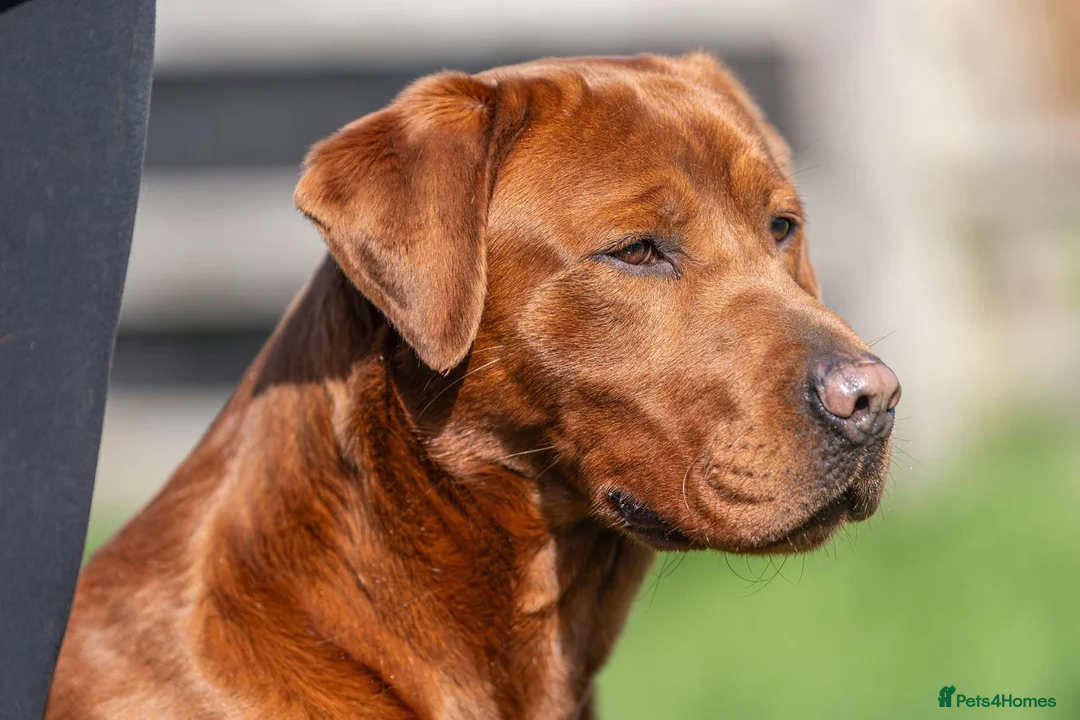 Labrador Retriever dogs for sale: DARK RED KC LABRADOR PUPPIES - LICENSED BREEDER  - Advert 2